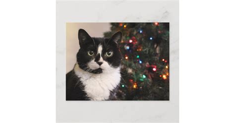 Tuxedo Cat Christmas Postcard Zazzle