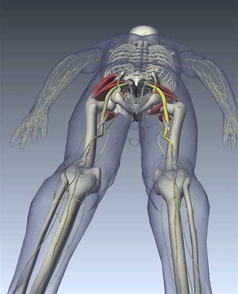 Sciatic Nerve Anatomy Osteodouce Is A Powerful Method Of Energetic