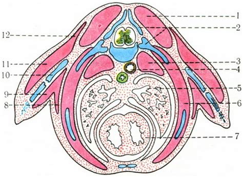 Development of muscles of the upper and lower extremities