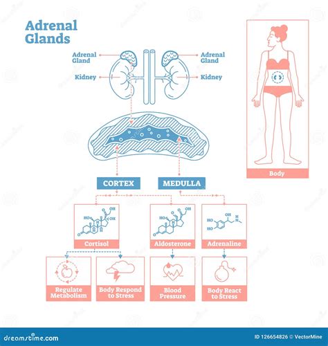 Glândulas Ad Renais Do Sistema De Glândula Endócrina Diagrama Da