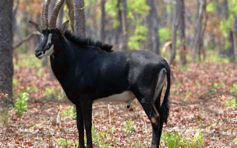 Sable Antelope Full Hd Wallpaper And Background Image 1920x1200 Id
