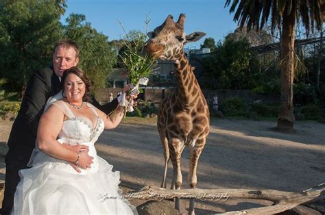 Pin On Melbourne Zoo Weddings