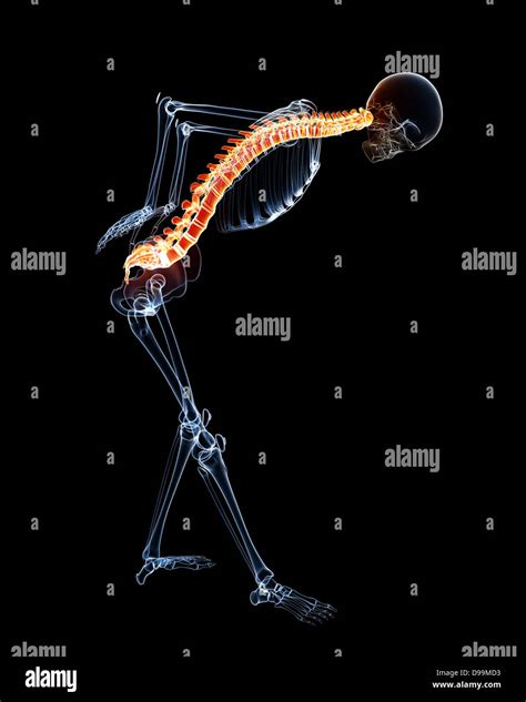 Human Back Pain Anatomy Stock Photo Alamy