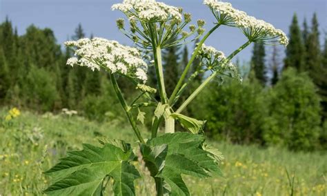 Cow Parsnip Vs Giant Hogweed 5 Key Differences Wiki Point