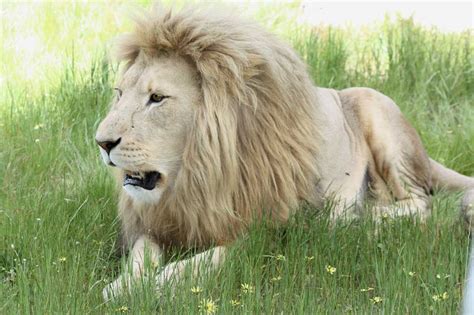 Ihr ausdruck strahlt macht und erhabenheit aus. Löwen Fotogalerie | Landtiere | Kapstadt in Südafrika