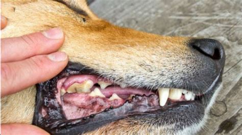 Rotten Dog Teeth Warning Sign And Action Guide