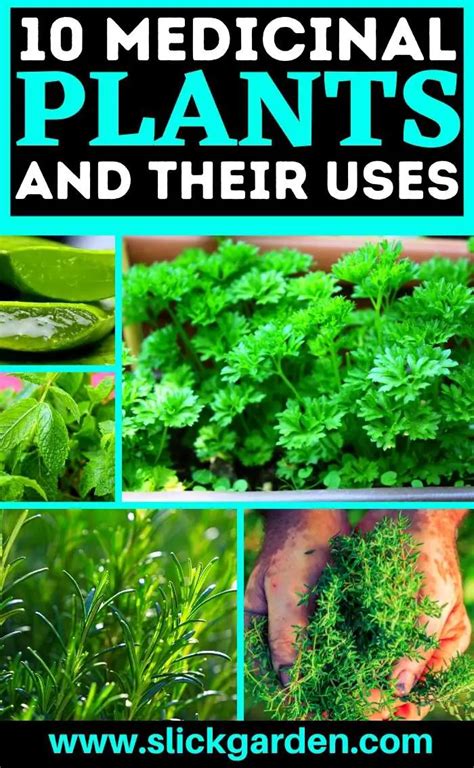10 Medicinal Plants And Their Uses Slick Garden
