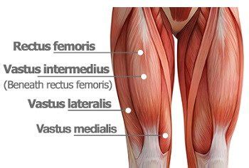 Fascia of the upper limb. Knee Muscles - Knee Pain Explained
