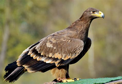 Adler Bird Of Prey Raptor · Free Photo On Pixabay