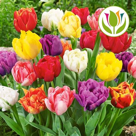 Buy Tulip Double Early Mixed Free Delivery