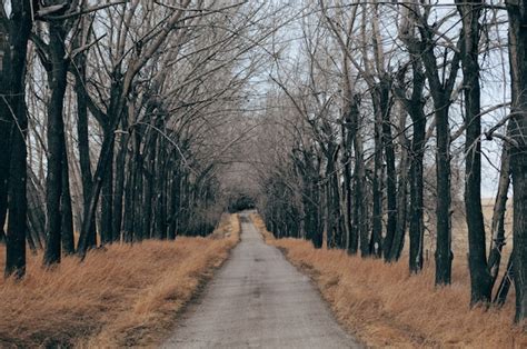 Free Photo Concrete Road Surrounded By Dry Grass And Bare Trees