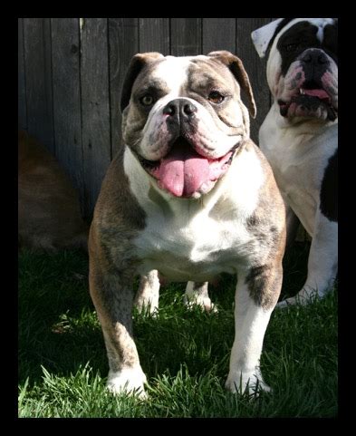 Maybe you would like to learn more about one of these? Blue Brindle Bulldogge/ Rare Colored Bulldogge Female ...
