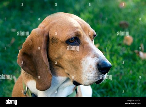 What Does A Beagle Basset Mix Look Like