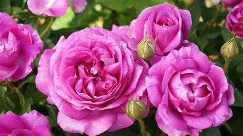 Six New Rose Varieties To Brighten Your Garden The Senior 2259