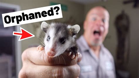 Orphaned Baby Possum What Now What Do Do With And Care For Orphaned