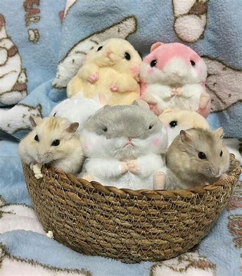 Hamster Cute Baby Animals Cute Hamsters Funny Hamsters