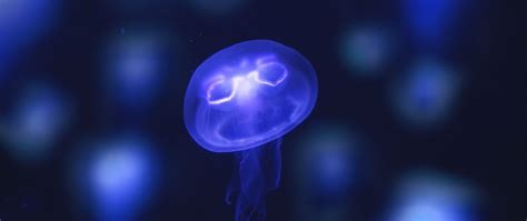 Download Wallpaper 2560x1080 Jellyfish Glow Purple Neon Underwater