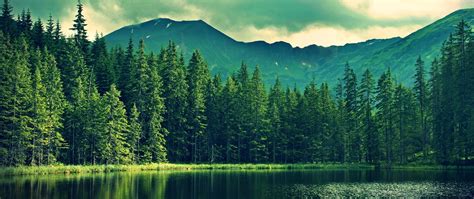 Mountain Forest K Wallpapers Top Free Mountain Forest K Backgrounds