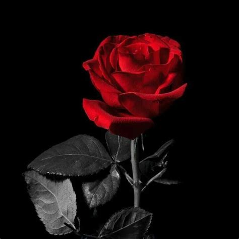 Financing available · great ways to save · over 7 million items Red and black rose | Red roses wallpaper, Red roses ...