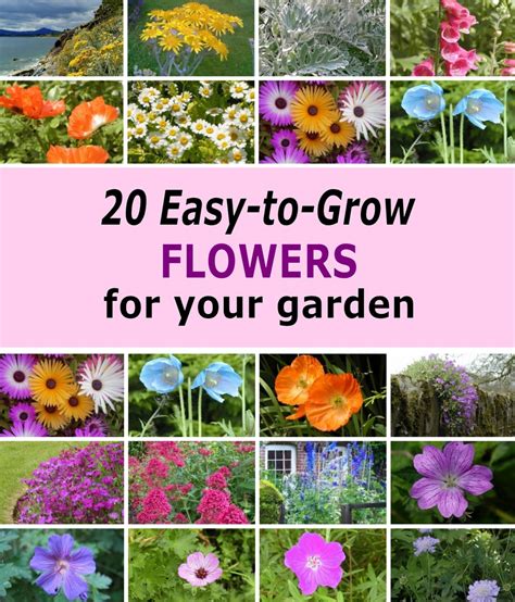 20 Easy To Grow Flowers For Beginner Gardeners Dengarden