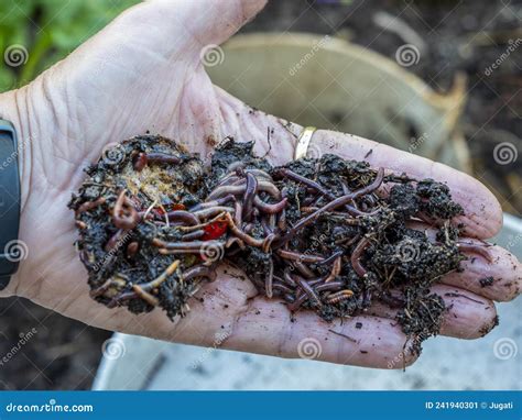 Earthworms From The Worm Tower Stock Image Image Of Green Close