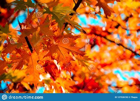 Red Maple Leaves In Autumn Season With Blue Sky Background Selective