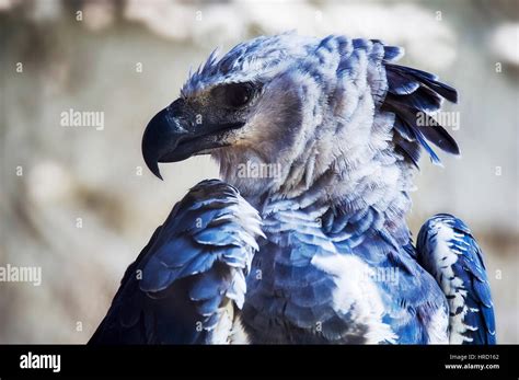 Harpy Eagle Harpia Harpyja It Is The Largest And Most Powerful