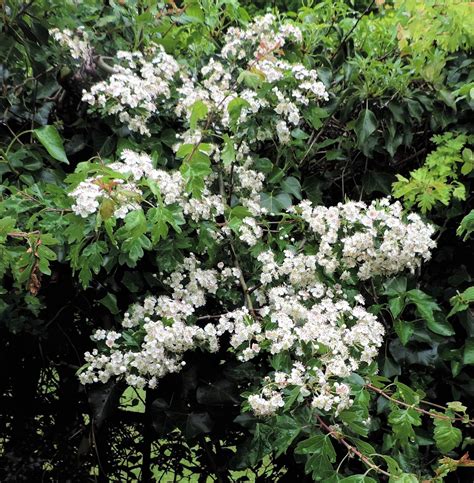Ramblings Of A Naturalist House Circuit 7 White Flowering Trees And Shrubs