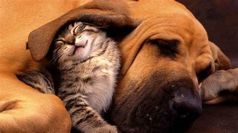Pictures Of Cute Puppies And Kittens Together Youtube