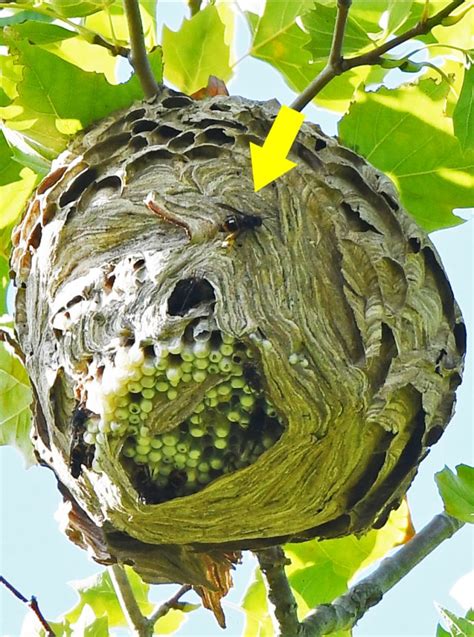 Research News Asian Hornets First Uk Use Of Radio Tags To Find Nest University Of Exeter