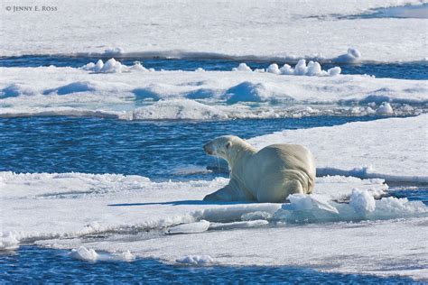 Polar Bears 2 Life On Thin Ice