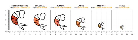 Shrimp Size Chart Shrimp Sizing Explained Fulton Fish Market