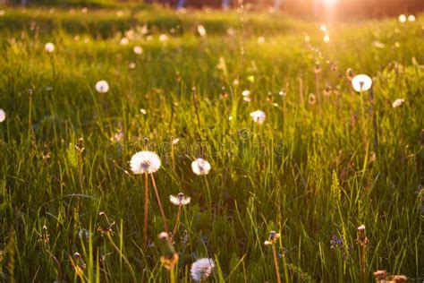 Dandelions On The Green Grass Stock Image Image Of Meadow Spring
