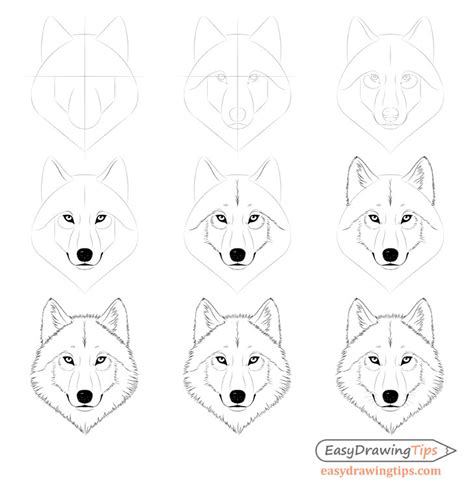 Top How To Draw A Wolf Step By Step For Beginners In Check It Out Now Howtodrawimages