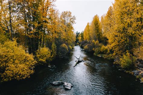 Itap Of A Creek In Plumas County Northern Ca Love The Yellow Foliage