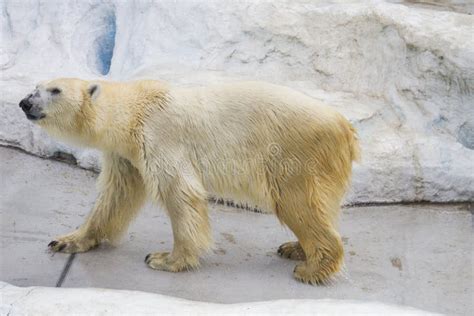 Polar Bear At Zoo Stock Image Image Of Japan Desktop 50685379