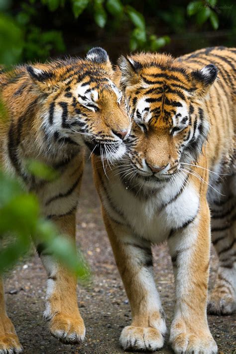 Two Tigers A Picture From Two Amur Tigers Ive Made At Zo Flickr