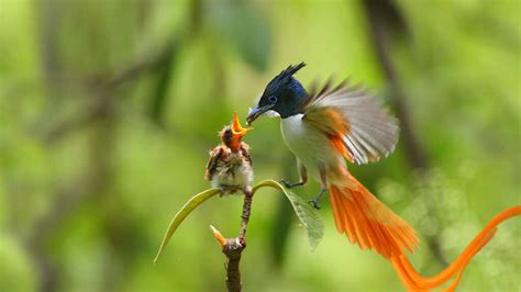 asian paradise flycatcher spotted in all seasons wonders of nepal