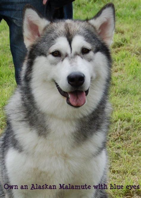 Own A Alaskan Malamute With Blue Eyes Malamute Puppies Blind Dog Dogs