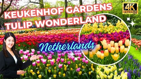 Keukenhof Gardens World Best Tulip Trails Blossoming Floral Wonderland