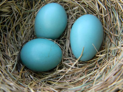 Fileamerican Robin Eggs In Nest Wikimedia Commons