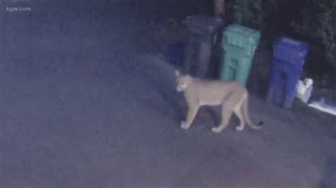 Cougar Spotted In Neighborhood East Of Tryon Creek State Park