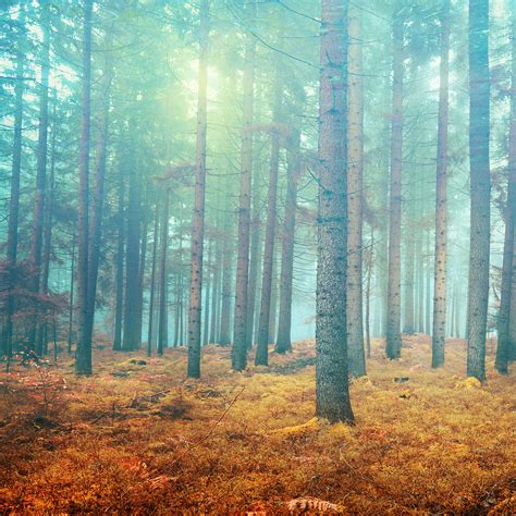 Forest Simple High Resolution Wallpaper Cool Hd