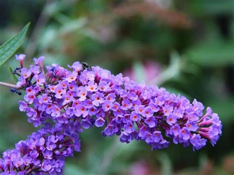 When To Plant Butterfly Bush Planting Guide 2023 Northern Nester