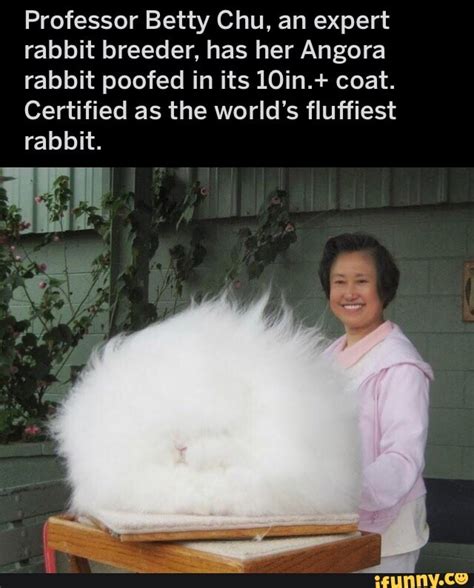 Professor Betty Chu An Expert Rabbit Breeder Has Her Angora Rabbit