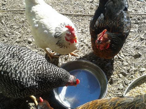 People enjoy raising baby poultry including learn how to properly care for your poultry before you buy them. Watering Backyard Chickens