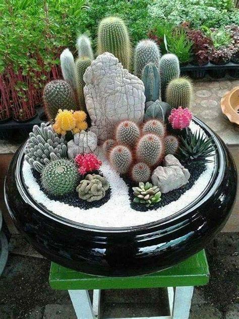 27 Beauty Cactus And Succulent Garden Ideas For Indoor Gardendesign