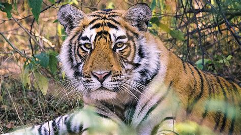 Indias Tigers A Threatened Species Youtube