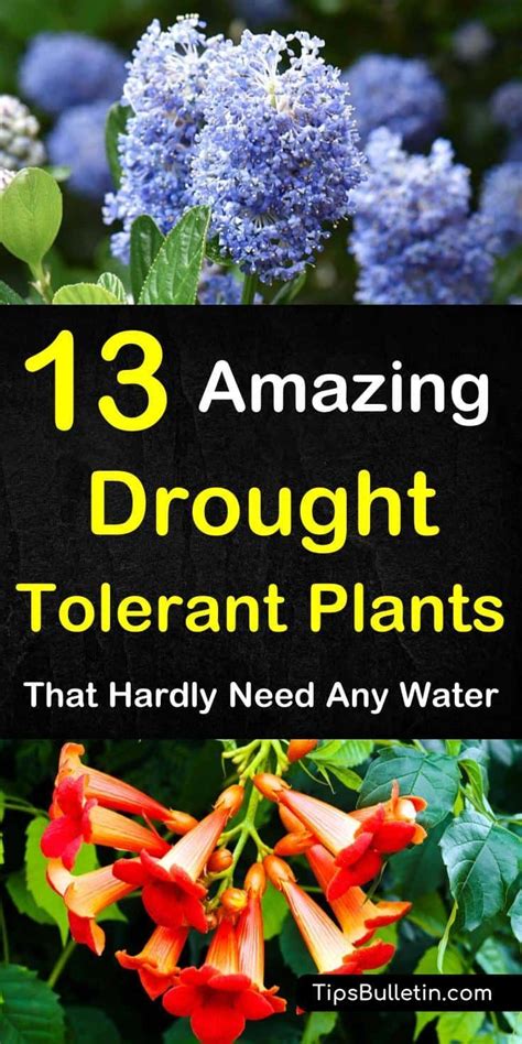 There are plants for almost every planting zone on this list. 13 Amazing Drought Tolerant Plants that Hardly Need Any ...