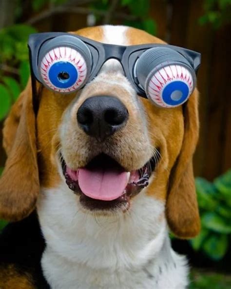 Ten Dogs Wearing Silly Glasses Who Are Sure To Make You Smile